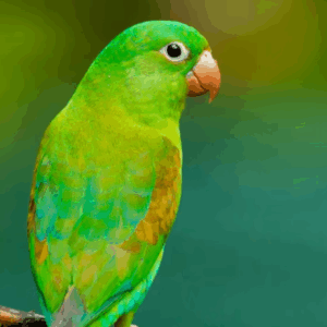 ALIMENTACIO LOROS Y GUACAMAYOS