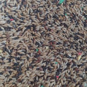 MIXTURA CANARIO SIN AVENA 25 KG