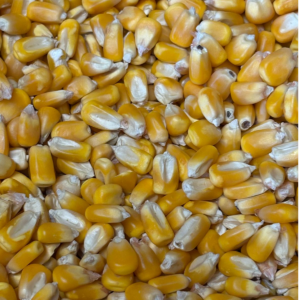 Maíz nacional  25 Kg.